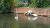 swannest.jpg