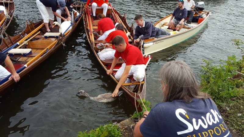 swan_upping_1.jpg