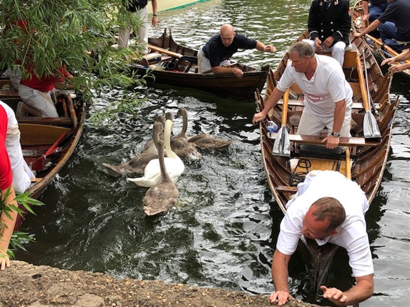 swan_upping_2.jpg